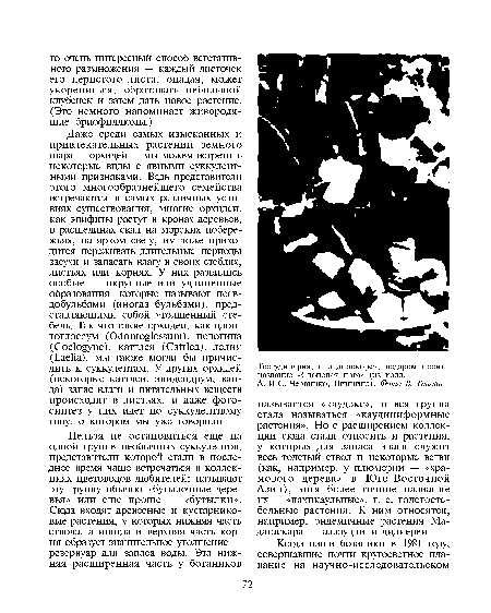 Тестудинария, или диоскорея, недаром носит название «Слоновая нога» (из колл.