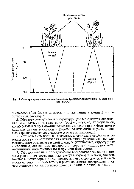 Корневая система кедра сибирского схема