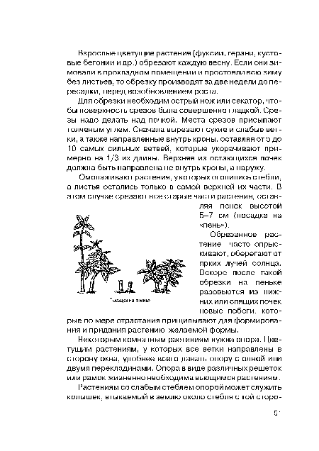 Для обрезки необходим острый нож или секатор, чтобы поверхность срезов была совершенно гладкой. Срезы надо делать над почкой. Места срезов присыпают толченым углем. Сначала вырезают сухие и слабые ветки, а также направленные внутрь кроны, оставляя от 5 до 10 самых сильных ветвей, которые укорачивают примерно на 1/3 их длины. Верхняя из остающихся почек должна быть направлена не внутрь кроны, а наружу.