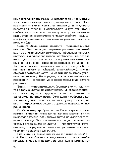 Одна из обязательных процедур - удаление старых цветков. Эта операция сохраняет растению опрятный вид и во многих случаях стимулирует образование новых цветков. Она также предотвращает болезни: грибковые инфекции часто начинаются на мертвых или отмирающих цветках и лишь затем распространяются на листья. Растения с множеством мелких цветков, такие, как бегония вечноцветущая (Begonia semperflorens), трудно обирать достаточно часто, но, если вы поленитесь, увядшие цветки внесут беспорядок, осыпаясь на мебель или подоконник, не говоря уж о неопрятном виде самого растения.