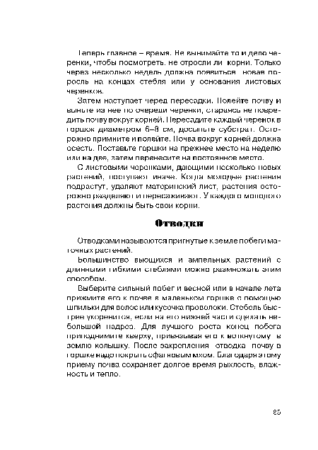 Выберите сильный побег и весной или в начале лета прижмите его к почве в маленьком горшке с помощью шпильки для волос или кусочка проволоки. Стебель быстрее укоренится, если на его нижней части сделать небольшой надрез. Для лучшего роста конец побега приподнимите кверху, привязывая его к воткнутому в землю колышку. После закрепления отводка почву в горшке надо покрыть сфагновым мхом. Благодаря этому приему почва сохраняет долгое время рыхлость, влажность и тепло.