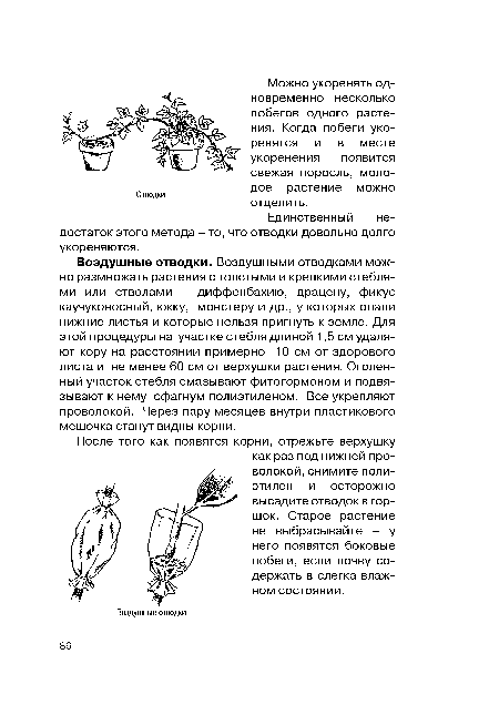 Воздушные отводки. Воздушными отводками можно размножать растения с толстыми и крепкими стеблями или стволами - диффенбахию, драцену, фикус каучуконосный, юкку, монстеру и др., у которых опали нижние листья и которые нельзя пригнуть к земле. Для этой процедуры на участке стебля длиной 1,5 см удаляют кору на расстоянии примерно 10 см от здорового листа и не менее 60 см от верхушки растения. Оголенный участок стебля смазывают фитогормоном и подвязывают к нему сфагнум полиэтиленом. Все укрепляют проволокой. Через пару месяцев внутри пластикового мешочка станут видны корни.