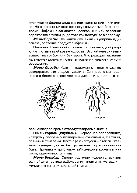 Меры борьбы. Не существует. Если вы уверены в диагнозе, растение следует выбросить.