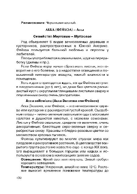 Акка Зеллова, или Фейхоа, - это вечнозеленое дерево или кустарнике раскидистой густой кроной. Съедобные плоды - темно-зеленые овальные ягоды с восковым налетом и душистой мякотью, с мелкими семенами. Листья у Фейхоа овальные, средние по величине, очень декоративные: блестящие серо-зеленые сверху и серебристые снизу. Красивы и бледно-розовые цветки со множеством красных тычинок.