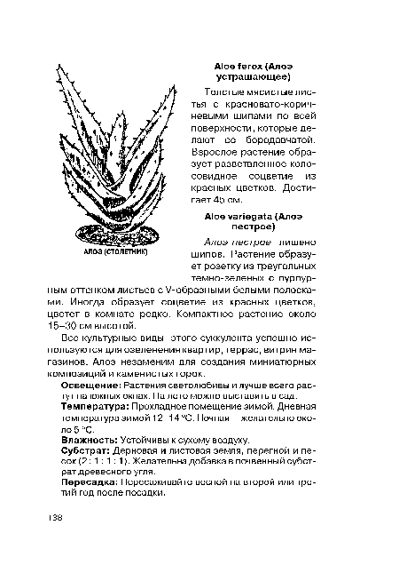 Толстые мясистые листья с красновато-корич-невыми шипами по всей поверхности, которые делают ее бородавчатой. Взрослое растение образует разветвленное колосовидное соцветие из красных цветков. Достигает 45 см.