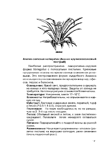 Наиболее распространена декоративно-садовая форма Variegatus с полосатыми листьями. Кремовые продольные полосы на ярком солнце становятся розовыми. Это пестролистная форма съедобного Ананаса используется для озеленения интерьеров квартир, офисов, террас и балконов.