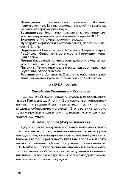 Аукуба характерна крупными темно-зелеными кожистыми листьями, испещренными желтыми пятнами у разновидностей, культивируемых как комнатные растения. Множество форм различаются главным образом по пятнистости листьев. Очень популярны разновидности «Crotonifolia» - с живописными кляксами и точками золотистого цвета и «Variegata» - с испещренными желтыми листьями. Невзрачные цветки и красные ягоды в домашних условиях образуются редко.