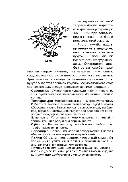 Температура: Нетребовательна и морозоустойчива. Избегайте высоких зимних температур, аукуба может сбросить листья. Летом полезно вынести в сад, на балкон, веранду. Зимой используют для озеленения прохладных коридоров, галерей, лестниц.