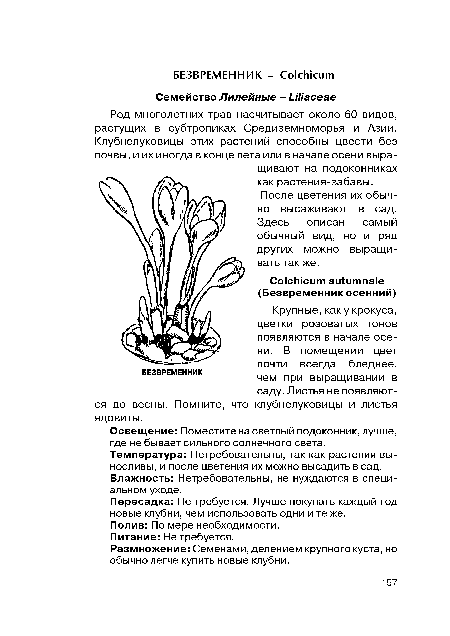 Полив: По мере необходимости.