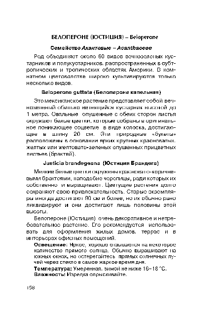 Мелкие белые цветки окружены красновато-коричне-выми брактеями, наподобие черепицы, ради которых их собственно и выращивают. Цветущие растения долго сохраняют свою привлекательность. Старые экземпляры иногда достигают 90 см и более, но их обычно рано ликвидируют и они достигают лишь половины этой высоты.