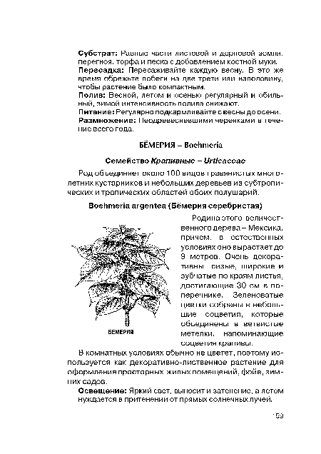 Родина этого величественного дерева- Мексика, причем, в естественных условиях оно вырастает до 9 метров. Очень декоративны сизые, широкие и зубчатые по краям листья, достигающие 30 см в поперечнике. Зеленоватые цветки собраны в небольшие соцветия, которые объединены в ветвистые метелки, напоминающие соцветия крапивы.