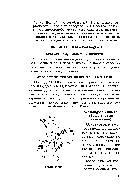 Основное отличие от предыдущего вида состоит в том, что надрезанные серо-зеленые доли листа несут по краям длинные тонкие белые нити, придающие своеобразие этой пальме.