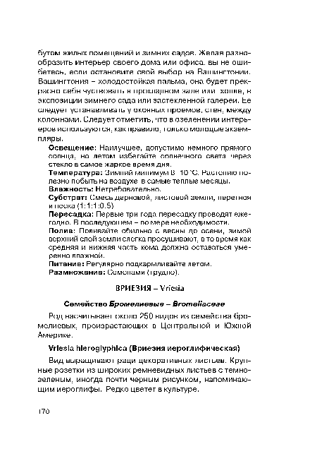 Освещение: Наилучшее, допустимо немного прямого солнца, но летом избегайте солнечного света через стекло в самое жаркое время дня.