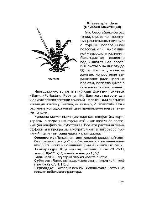 Вриезия может выращиваться как эпифит (на коре, корягах, в подвесных корзинках) и как наземное растение (на эпифитном субстрате). Все эти растения очень эффектны и прекрасно смотрятся как в интерьере гостиной, так и в витрине дорогого магазина.