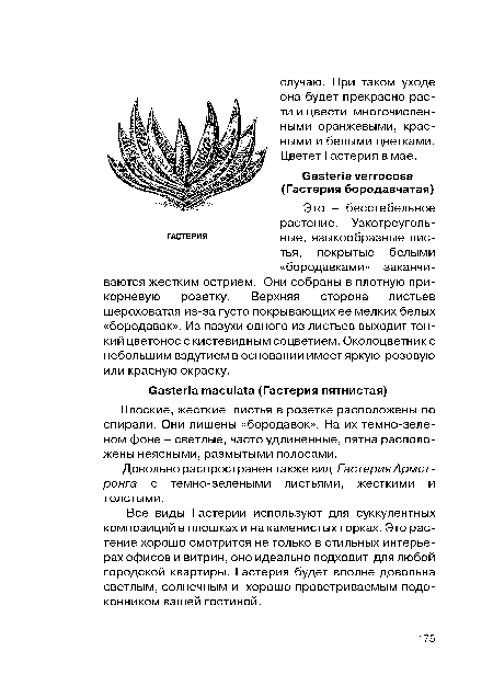 Плоские, жесткие листья в розетке расположены по спирали. Они лишены «бородавок». На их темно-зеле-ном фоне - светлые, часто удлиненные, пятна расположены неясными, размытыми полосами.