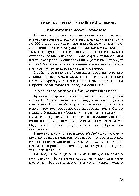 Род вечнозеленых и листопадных деревьев и кустарников, многолетних и однолетних трав насчитывает около 300 видов, растущих, главным образом, в тропиках. Лишь один вид широко культивируют как комнатное растение, это кустарник, широко выращиваемый в садах в субтропическом климате, - Гибискус китайский, или Ккитайская роза. В благоприятных условиях - это куст около 1,5 м и выше, но в помещении - чаще всего компактное растение вдвое меньшего размера.