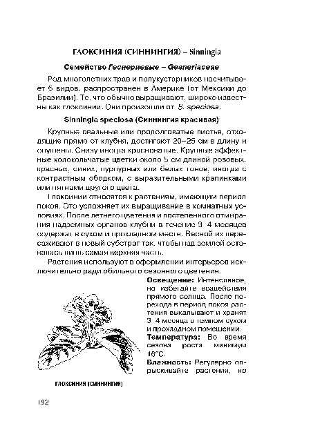 Глоксинии относятся к растениям, имеющим период покоя. Это усложняет их выращивание в комнатных условиях. После летнего цветения и постепенного отмирания надземных органов клубни в течение 3-4 месяцев содержат в сухом и прохладном месте. Весной их пересаживают в новый субстрат так, чтобы над землей оставалась лишь самая верхняя часть.