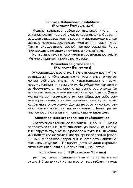 Живородящее растение. На его высоком (до 1 м) не-ветвящемся стебле сидят узкие треугольные темно-зе-леные зубчатые листья, с характерными с корич-нево-красными пятнами снизу. На зубцах сочных листьев формируются маленькие дочерние растеньица (их называют выводковыми почками) в виде розеток. Здесь же, на материнском растении, они образуют собственные корни, а иногда и новую листовую розетку, сидящую как бы «на втором этаже». Дочерние розетки легко отрываются от материнского листа и опадают. Цветет растение серовато-лиловыми, поникающими цветками.