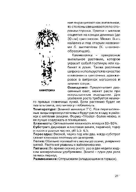 Температура: Зимний минимум 7°С. Все перечисленные виды морозоустойчивы и будут расти в саду в районах с мягкими зимами. Форма «Tricolor» более нежна, и ее лучше содержать в помещении.