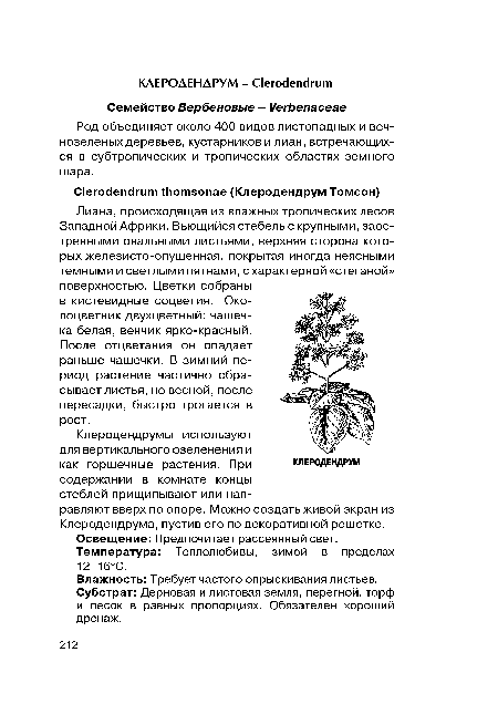 Лиана, происходящая из влажных тропических лесов Западной Африки. Вьющийся стебель с крупными, заостренными овальными листьями, верхняя сторона которых железисто-опушенная, покрытая иногда неясными темными и светлыми пятнами, схарактерной «стеганой» поверхностью. Цветки собраны в кистевидные соцветия. Околоцветник двухцветный: чашечка белая, венчик ярко-красный.