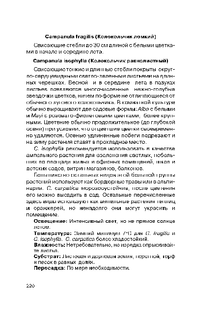 Свисающие тонкие и длинные стебли покрыты округ-ло-сердцевидными светло-зелеными листьями на длинных черешках. Весной и в середине лета в пазухах листьев появляются многочисленные нежно-голубые звездочки цветков, ничем по форме не отличающиеся от обычного лугового колокольчика. В комнатной культуре обычно выращивают две садовые формы: Alba с белыми и Mayi с розовато-фиолетовыми цветками, более крупными. Цветение обычно продолжительное (до глубокой осени) при условии, что отцветшие цветки своевременно удаляются. Осенью удлиненные побеги подрезают и на зиму растения ставят в прохладное место.