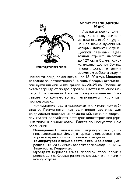 Кринум может расти на керамзите или ионитном субстрате. Применяется как солитерное растение для оформления прохладных помещений, красив в квартирах, холлах, вестибюлях, в театрах, кинотетрах, концертных залах и зимних садах. Растет при искусственном освещении.