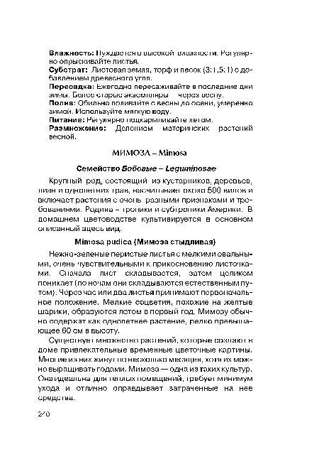 Нежно-зеленые перистые листья с мелкими овальными, очень чувствительными к прикосновению листочками. Сначала лист складывается, затем целиком поникает (по ночам они складываются естественным путем). Через час или два листья принимают первоначальное положение. Мелкие соцветия, похожие на желтые шарики, образуются летом в первый год. Мимозу обычно содержат как однолетнее растение, редко превышающее 60 см в высоту.