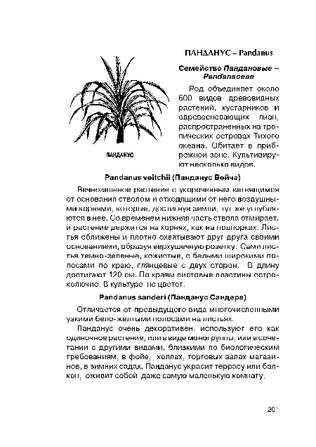 Отличается от предыдущего вида многочисленными узкими бело-желтыми полосами на листьях.