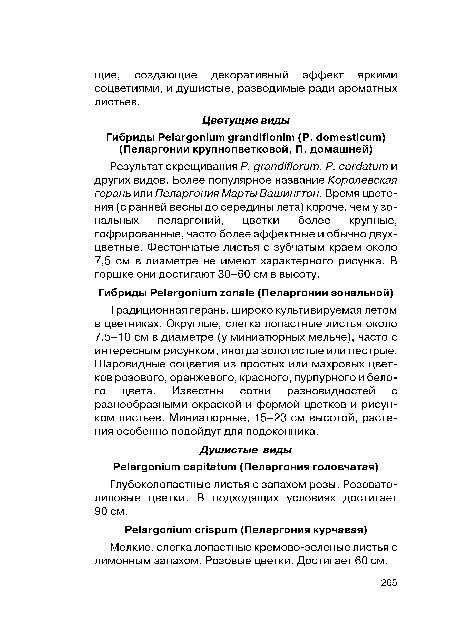 Мелкие, слегка лопастные кремово-зеленые листья с лимонным запахом. Розовые цветки. Достигает 60 см.