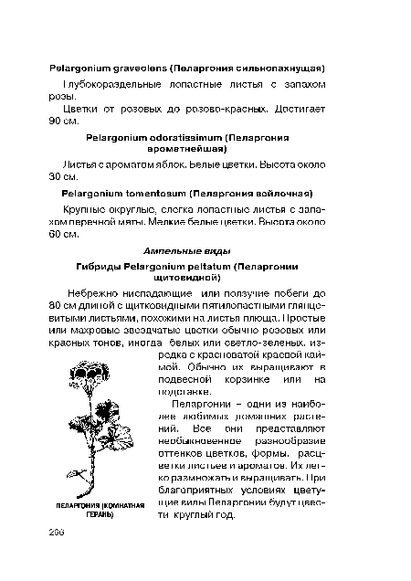 Небрежно ниспадающие или ползучие побеги до 80 см длиной с щитковидными пятилопастными глянцевитыми листьями, похожими на листья плюща. Простые или махровые звездчатые цветки обычно розовых или красных тонов, иногда белых или светло-зеленых, изредка с красноватой краевой каймой. Обычно их выращивают в подвесной корзинке или на подставке.