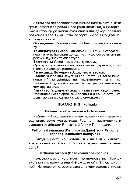 Температура: Умеренная, зимой 10-15°С. Р. zonale вынесут и чуть больший холод, но лучше сохранятся при рекомендуемой температуре.