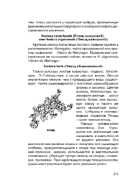 Плющи чрезвычайно изменчивы. Они будут расти как ампельные или лазающие, в зависимости от вашего желания. Эта великолепная зеленая лиана с ползучим или лазающим стеблем, прикрепляющимся к опоре при помощи кор-ней-присосок, широко используется в вертикальном озеленении. Образует густую зелень на опорах, шпалерах, трельяжах. При надлежащем уходе плющ в качестве домашнего растения будет жить довольно долго.