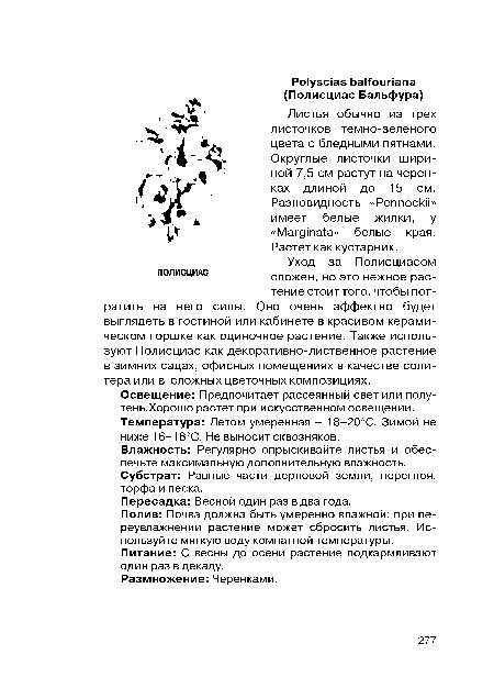 Освещение: Предпочитает рассеянный свет или полутень.Хорошо растет при искусственном освещении. Температура: Летом умеренная - 18-20°С. Зимой не ниже 16-18°С. Не выносит сквозняков.