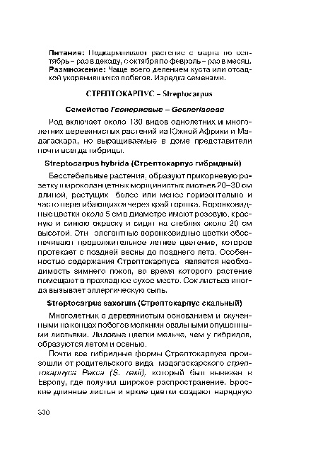 Многолетник с деревянистым основанием и скученными на концах побегов мелкими овальными опушенными листьями. Лиловые цветки мельче, чем у гибридов, образуются летом и осенью.