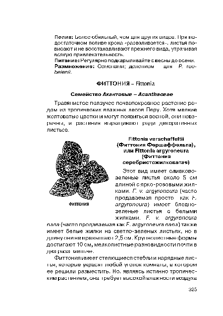 Питание: Регулярно подкармливайте с весны до осени. Размножение: Семенами; делением - для Р. гое-Ье1епИ.