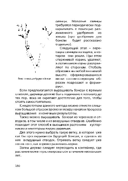 Если предполагается выращивать бонсай с прямым стволом, деревце должно быть подвязано к колышку до тех пор, пока не окрепнет достаточно для того, чтобы стоять самостоятельно.