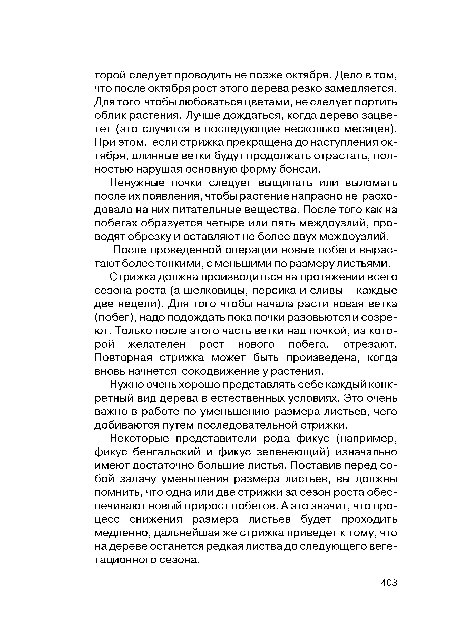 Некоторые представители рода фикус (например, фикус бенгальский и фикус зеленеющий) изначально имеют достаточно большие листья. Поставив перед собой задачу уменьшения размера листьев, вы должны помнить, что одна или две стрижки за сезон роста обеспечивают новый прирост побегов. А это значит, что процесс снижения размера листьев будет проходить медленно, дальнейшая же стрижка приведет к тому, что на дереве останется редкая листва до следующего вегетационного сезона.