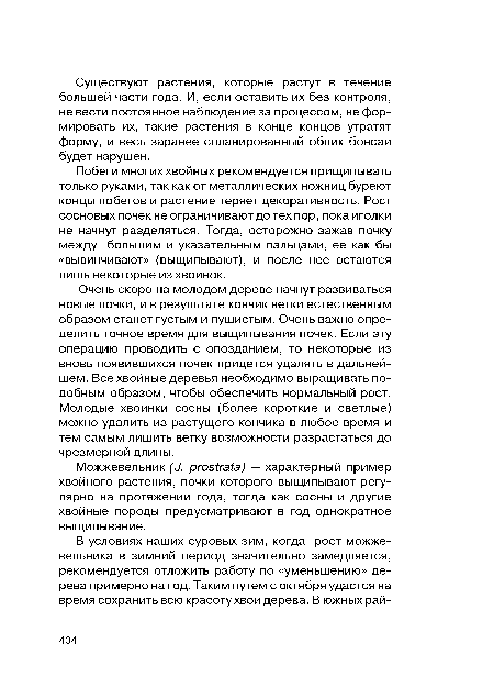 Побеги многих хвойных рекомендуется прищипывать только руками, так как от металлических ножниц буреют концы побегов и растение теряет декоративность. Рост сосновых почек не ограничивают до тех пор, пока иголки не начнут разделяться. Тогда, осторожно зажав почку между большим и указательным пальцами, ее как бы «вывинчивают» (выщипывают), и после нее остаются лишь некоторые из хвоинок.