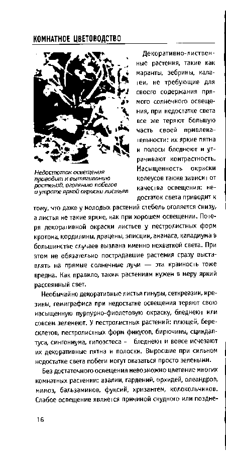 Декоративно-лиственные растения, такие как маранты, зебрины, кала-теи, не требующие для своего содержания прямого солнечного освещения, при недостатке света все же теряют большую часть своей привлекательности: их яркие пятна и полосы бледнеют и утрачивают контрастность. Насыщенность окраски колеусов также зависит от качества освещения: недостаток света приводит к тому, что даже у молодых растений стебель оголяется снизу, а листья не такие яркие, как при хорошем освещении. Потеря декоративной окраски листьев у пестролистных форм кротона, кордилины, драцены, эписции, ананаса, каладиума в большинстве случаев вызвана именно нехваткой света. При этом не обязательно пострадавшие растения сразу выставлять на прямые солнечные лучи — эта крайность тоже вредна. Как правило, таким растениям нужен в меру яркий рассеянный свет.