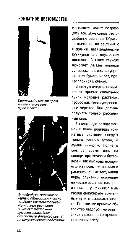 В солнечную погоду весной и летом поливать комнатные растения следует только ранним утром, а лучше вечером. Полив в светлое время дня, на солнце, практически бесполезен, так как вода испаряется из почвы, не попадая в растения. Кроме того, капли воды, случайно попавшие на листья растения, как кро шечные увеличительные стекла фокусируют солнечные лучи и вызывают ожоги. По этой же причине абсолютно недопустимо опрыскивать растения на прямом солнечном свету.