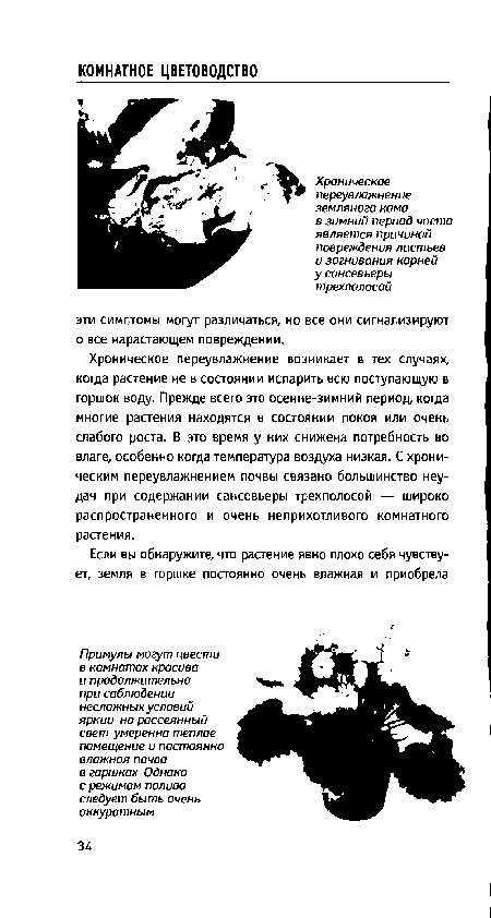 Хроническое переувлажнение возникает в тех случаях, когда растение не в состоянии испарить всю поступающую в горшок воду. Прежде всего это осенне-зимний период, когда многие растения находятся в состоянии покоя или очень слабого роста. В это время у них снижена потребность во влаге, особенно когда температура воздуха низкая. С хроническим переувлажнением почвы связано большинство неудач при содержании сансевьеры трехполосой — широко распространенного и очень неприхотливого комнатного растения.