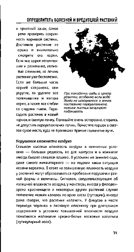 Слишком высокая влажность воздуха в комнатных условиях — большая редкость, но для кактусов и в комнатах иногда бывает слишком влажно. В условиях же зимнего сада, даже самого миниатюрного — на лоджии такая ситуация вполне вероятна. В ответ на повышенную влажность воздуха у растений могут образовываться пробковые подушечки разной формы и величины. Сигналом, свидетельствующим об излишней влажности воздуха, у монстеры, иногда у филодендрона краснеющего и некоторых других растений служит появление мелких капелек по краю листа (гуттации), иногда даже говорят, что растение «плачет». У фикусов в месте перехода черешка в листовую пластинку при длительном содержании в условиях повышенной влажности воздуха появляются маленькие грязно-белые восковые капельки (кутикулярный воск).