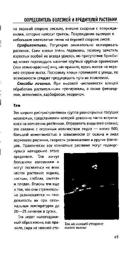 Это широко распространенная группа равнокрылых сосущих насекомых, представители которой довольно часто встречаются на комнатных растениях. Определять виды тлей сложно, это связано с огромным количеством видов — около 800, большой изменчивостью в зависимости от сезона и вида кормового растения, скорости размножения и других факторов. Практически все комнатные растения могут подвергнуться нападению этого вредителя. Тли живут большими колониями и могут поселяться на всех частях растения: корнях, листьях, стеблях, цветках и плодах. Опасны тли еще и тем, что они стремительно размножаются — плодовитость их при оптимальных температурах до 20—25 личинок в сутки.