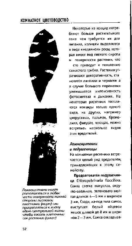 На комнатных растениях встречается целый ряд вредителей, принадлежащих к этому семейству.