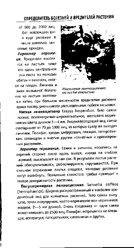 Характер поражения. Самки и личинки, поселяясь на верхней стороне листа вдоль жилок, иногда на стеблях астений, высасывают из них сок. В результате листья растений обесцвечиваются, деформируются, скручиваются. При сильном поражении листья опадают, молодые растения могут погибнуть. Появление сажистого грибка приводит к потере декоративности растении.