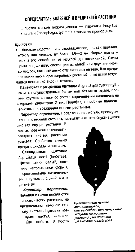 Характер поражения. Поселяется на листьях, преимуще твенно с нижней стороны, черешках и на нераспустившихся листьях внутри растения. В местах поражения желтеют и опадают листья, растение усыхает. Особенно сильно вредит орхидеям и пальмам.