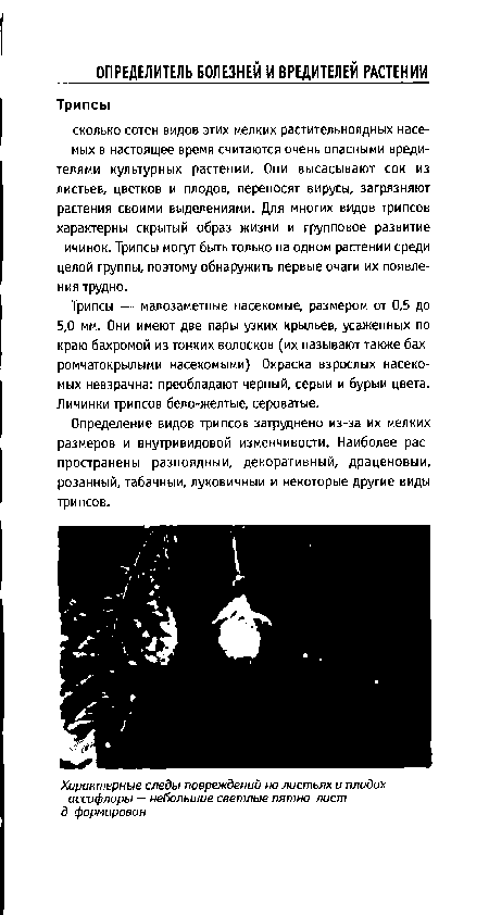 Определение видов трипсов затруднено из-за их мелких размеров и внутривидовой изменчивости. Наиболее рас пространены разноядныи, декоративный, драценовыи, розанный, табачный, луковичныи и некоторые другие виды трипсов.