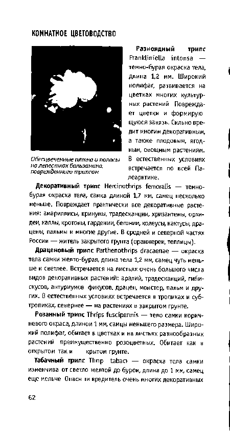 Декоративный трипе Hercinothrips femoralis — темнобурая окраска тела, самка длиной 1,7 мм, самец несколько меньше. Повреждает практически все декоративные растения: амариллисы, кринумы, традесканции, хризантемы, орхидеи, каллы, кротоны, гардении, бегонии, колеусы, кактусы, драцены, пальмы и многие другие. В средней и северной частях России — житель закрытого грунта (оранжереи, теплицы).