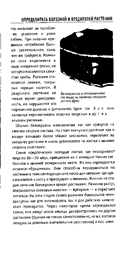 Обычно белокрылки малозаметны так как прячутся на нижнеи стороне листьев. Но стоит коснуться растения как в воздух взмывает белое облако насекомых, перелетает на соседнее растение и вновь усаживается на листья с нижнеи стороны пластинки.