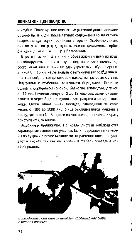 Характер поражения. По краям листьев наблюдаются характерные выеденные участки. Если повреждения нанесены живущими в почве личинками то растение внезапно увядает и гибнет, так как его корень и стебель объедены или перегрызены.